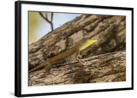 An Adult Male Flying Dragon (Draco Spp)-Michael Nolan-Framed Photographic Print