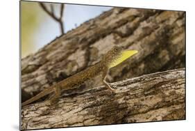 An Adult Male Flying Dragon (Draco Spp)-Michael Nolan-Mounted Photographic Print