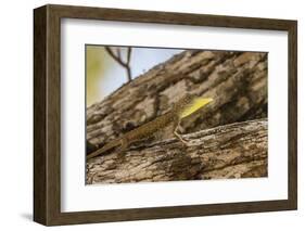 An Adult Male Flying Dragon (Draco Spp)-Michael Nolan-Framed Photographic Print