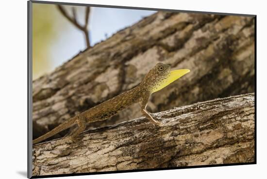 An Adult Male Flying Dragon (Draco Spp)-Michael Nolan-Mounted Photographic Print