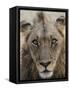 An adult male lion (Panthera leo), South Luangwa National Park, Zambia-Michael Nolan-Framed Stretched Canvas