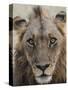 An adult male lion (Panthera leo), South Luangwa National Park, Zambia-Michael Nolan-Stretched Canvas