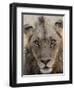 An adult male lion (Panthera leo), South Luangwa National Park, Zambia-Michael Nolan-Framed Photographic Print