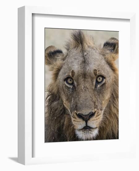 An adult male lion (Panthera leo), South Luangwa National Park, Zambia-Michael Nolan-Framed Photographic Print