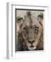 An adult male lion (Panthera leo), South Luangwa National Park, Zambia-Michael Nolan-Framed Photographic Print