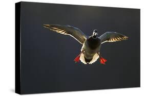 An Adult Male Mallard (Anas Platyrhynchos) Comes in to Land, Derbyshire, England, UK-Andrew Parkinson-Stretched Canvas