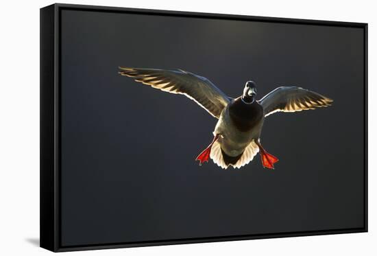 An Adult Male Mallard (Anas Platyrhynchos) Comes in to Land, Derbyshire, England, UK-Andrew Parkinson-Framed Stretched Canvas