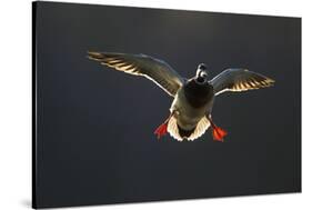 An Adult Male Mallard (Anas Platyrhynchos) Comes in to Land, Derbyshire, England, UK-Andrew Parkinson-Stretched Canvas