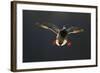 An Adult Male Mallard (Anas Platyrhynchos) Comes in to Land, Derbyshire, England, UK-Andrew Parkinson-Framed Photographic Print