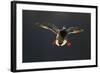 An Adult Male Mallard (Anas Platyrhynchos) Comes in to Land, Derbyshire, England, UK-Andrew Parkinson-Framed Photographic Print