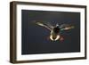 An Adult Male Mallard (Anas Platyrhynchos) Comes in to Land, Derbyshire, England, UK-Andrew Parkinson-Framed Photographic Print