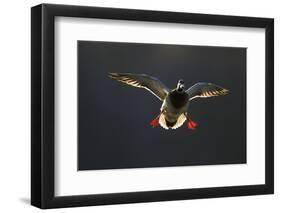 An Adult Male Mallard (Anas Platyrhynchos) Comes in to Land, Derbyshire, England, UK-Andrew Parkinson-Framed Photographic Print