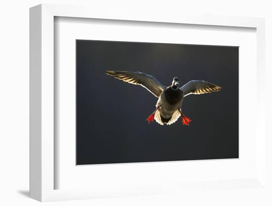 An Adult Male Mallard (Anas Platyrhynchos) Comes in to Land, Derbyshire, England, UK-Andrew Parkinson-Framed Photographic Print