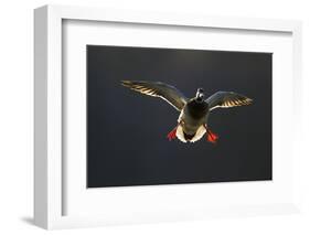 An Adult Male Mallard (Anas Platyrhynchos) Comes in to Land, Derbyshire, England, UK-Andrew Parkinson-Framed Photographic Print