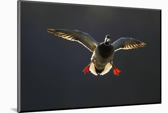 An Adult Male Mallard (Anas Platyrhynchos) Comes in to Land, Derbyshire, England, UK-Andrew Parkinson-Mounted Photographic Print