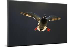 An Adult Male Mallard (Anas Platyrhynchos) Comes in to Land, Derbyshire, England, UK-Andrew Parkinson-Mounted Photographic Print