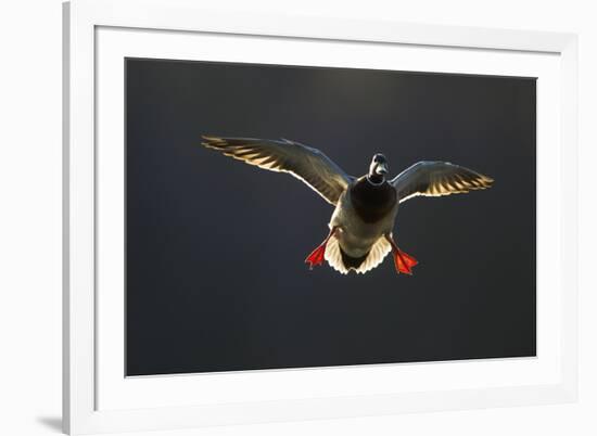 An Adult Male Mallard (Anas Platyrhynchos) Comes in to Land, Derbyshire, England, UK-Andrew Parkinson-Framed Photographic Print