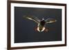 An Adult Male Mallard (Anas Platyrhynchos) Comes in to Land, Derbyshire, England, UK-Andrew Parkinson-Framed Photographic Print