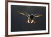 An Adult Male Mallard (Anas Platyrhynchos) Comes in to Land, Derbyshire, England, UK-Andrew Parkinson-Framed Photographic Print