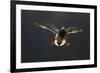 An Adult Male Mallard (Anas Platyrhynchos) Comes in to Land, Derbyshire, England, UK-Andrew Parkinson-Framed Photographic Print