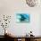 An adult manta ray at Makaser, Komodo Nat'l Park, Flores Sea, Indonesia, Southeast Asia-Michael Nolan-Photographic Print displayed on a wall