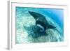 An adult manta ray at Makaser, Komodo Nat'l Park, Flores Sea, Indonesia, Southeast Asia-Michael Nolan-Framed Photographic Print