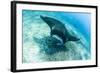 An adult manta ray at Makaser, Komodo Nat'l Park, Flores Sea, Indonesia, Southeast Asia-Michael Nolan-Framed Photographic Print