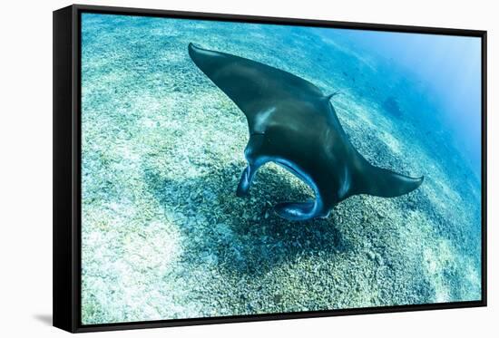 An adult manta ray at Makaser, Komodo Nat'l Park, Flores Sea, Indonesia, Southeast Asia-Michael Nolan-Framed Stretched Canvas