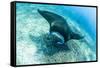 An adult manta ray at Makaser, Komodo Nat'l Park, Flores Sea, Indonesia, Southeast Asia-Michael Nolan-Framed Stretched Canvas