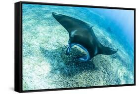 An adult manta ray at Makaser, Komodo Nat'l Park, Flores Sea, Indonesia, Southeast Asia-Michael Nolan-Framed Stretched Canvas