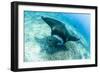 An adult manta ray at Makaser, Komodo Nat'l Park, Flores Sea, Indonesia, Southeast Asia-Michael Nolan-Framed Premium Photographic Print