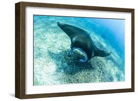 An adult manta ray at Makaser, Komodo Nat'l Park, Flores Sea, Indonesia, Southeast Asia-Michael Nolan-Framed Photographic Print