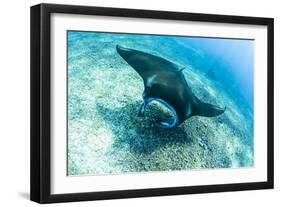 An adult manta ray at Makaser, Komodo Nat'l Park, Flores Sea, Indonesia, Southeast Asia-Michael Nolan-Framed Photographic Print