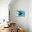 An adult manta ray at Makaser, Komodo Nat'l Park, Flores Sea, Indonesia, Southeast Asia-Michael Nolan-Mounted Photographic Print displayed on a wall