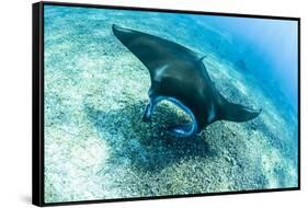 An adult manta ray at Makaser, Komodo Nat'l Park, Flores Sea, Indonesia, Southeast Asia-Michael Nolan-Framed Stretched Canvas