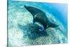 An adult manta ray at Makaser, Komodo Nat'l Park, Flores Sea, Indonesia, Southeast Asia-Michael Nolan-Stretched Canvas