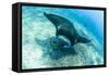 An adult manta ray at Makaser, Komodo Nat'l Park, Flores Sea, Indonesia, Southeast Asia-Michael Nolan-Framed Stretched Canvas