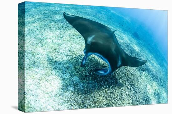 An adult manta ray at Makaser, Komodo Nat'l Park, Flores Sea, Indonesia, Southeast Asia-Michael Nolan-Stretched Canvas