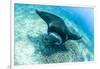 An adult manta ray at Makaser, Komodo Nat'l Park, Flores Sea, Indonesia, Southeast Asia-Michael Nolan-Framed Photographic Print