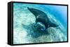 An adult manta ray at Makaser, Komodo Nat'l Park, Flores Sea, Indonesia, Southeast Asia-Michael Nolan-Framed Stretched Canvas