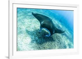 An adult manta ray at Makaser, Komodo Nat'l Park, Flores Sea, Indonesia, Southeast Asia-Michael Nolan-Framed Photographic Print