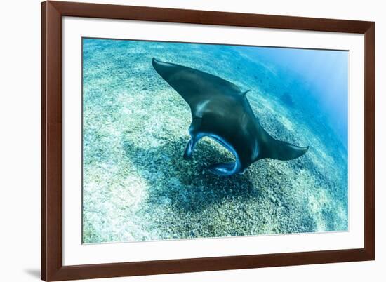 An adult manta ray at Makaser, Komodo Nat'l Park, Flores Sea, Indonesia, Southeast Asia-Michael Nolan-Framed Photographic Print