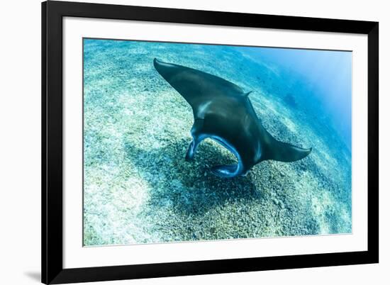 An adult manta ray at Makaser, Komodo Nat'l Park, Flores Sea, Indonesia, Southeast Asia-Michael Nolan-Framed Photographic Print