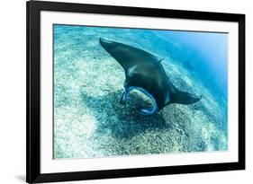 An adult manta ray at Makaser, Komodo Nat'l Park, Flores Sea, Indonesia, Southeast Asia-Michael Nolan-Framed Photographic Print