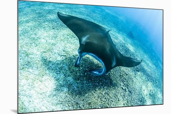 An adult manta ray at Makaser, Komodo Nat'l Park, Flores Sea, Indonesia, Southeast Asia-Michael Nolan-Mounted Photographic Print