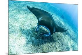 An adult manta ray at Makaser, Komodo Nat'l Park, Flores Sea, Indonesia, Southeast Asia-Michael Nolan-Mounted Photographic Print