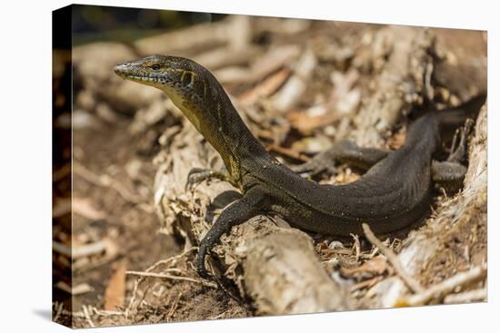 An Adult Mertens' Water Monitor (Varanus Mertensi) on the Banks of the Ord River-Michael Nolan-Stretched Canvas