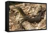 An Adult Mertens' Water Monitor (Varanus Mertensi) on the Banks of the Ord River-Michael Nolan-Framed Stretched Canvas