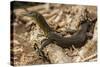 An Adult Mertens' Water Monitor (Varanus Mertensi) on the Banks of the Ord River-Michael Nolan-Stretched Canvas