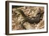 An Adult Mertens' Water Monitor (Varanus Mertensi) on the Banks of the Ord River-Michael Nolan-Framed Photographic Print